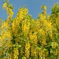 Štědřenec Laburnum anagyroides 3