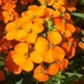 Čekanka Erysimum 3