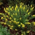 Kručinka barvířská Genista tinctoria 3