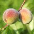 Broskvový květ Prunus persica 3