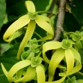 Ylang-Ylang 3