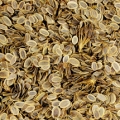 Kopr Anethum graveolens 3