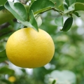 Pomelo Citrus Maxima 3