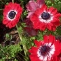 Sasanka Anemone coronaria 3