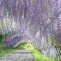 Vistárie Wisteria floribunda 3