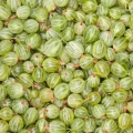 Angrešt Ribes uva-crispa 3