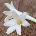 Tuberóza Polianthes tuberosa 3