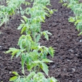 Rajčatový list Solanum lycopersicum 3