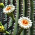 Kaktus Cactaceae 3