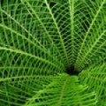 Kapradina Pteridophyta 3