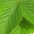 Jahodový list Fragaria vesca (Rosaceae) 3