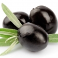 Olivový list Olea europaea 3