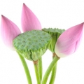 Lotus Nelumbo nucifera 3