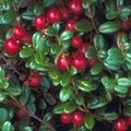Brusinky Vaccinium 3