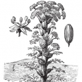 Asafoetida Ferula assafoetida 3