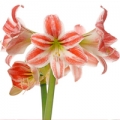 Amarylka Amaryllis aulicum 3
