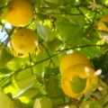 Citronový květ Citrus limon 3
