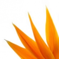 Strelície Strelitziaceae, Strelitzia Reginae 3