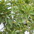 Krvavý pomeranč Citrus sinensis 3