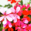 Pelargonie Pelargonium; Family Geraniaceae 3