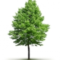 Lipový květ Tilia, family Tiliaceae 3