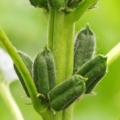 Sezam Sesamum indicum 3