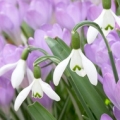 Sněženky Galanthus nivalis 3