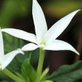 Karo-Karounde Leptactina Senegambica 3