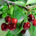 Třešeň family Rosaceae, genus Prunus 3