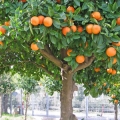 Petitgrain Citrus aurantium ssp. amara 3