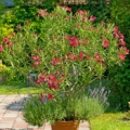 Nerium Oleander Nerium Oleander 3