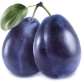 Slivoň Prunus domestica 3