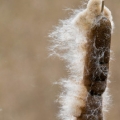 Rákos Typha 3