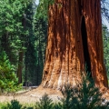 Sekvoje Sequoia Sempervirens 3