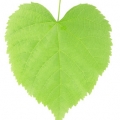 Bříza Betula, family Betulaceae 3