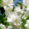 Šeřík Philadelphus 3