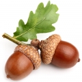 Dub Quercus  3