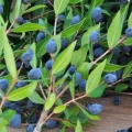 Myrta Myrtus 3