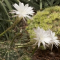 Noční kvetoucí cereus (kaktus) Peniocereus Greggii 3