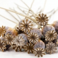 Opium Papaver somniferum 3
