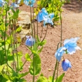 Modrý mák Meconopsis 3