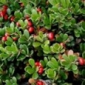 Medvědice Arctostaphylos 3
