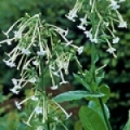 Bílý tabák  Nicotiana Suaveolens 3