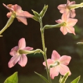 Tabákový květ Nicotiana Alata 3