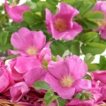 Růže svraskalá Rosa rugosa 3