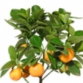 Mandarinkový květ Citrus Tangerina 3