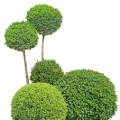 Ptačí zob Ligustrum 3