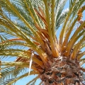 Datle Phoenix dactylifera 3