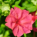Nocenka Mirabilis 3