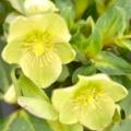 Květ čemeřice Helleborus odorus 3